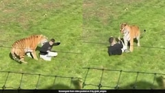 UK Wildlife Park Confirms Siberian Tiger That Mauled Man To Death Will Not Be Euthanised