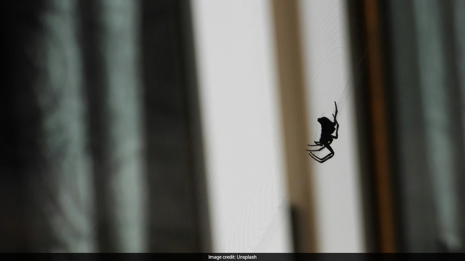 73-Year-Old's Leg Swells Like A 'Large Watermelon' After Spider Bite