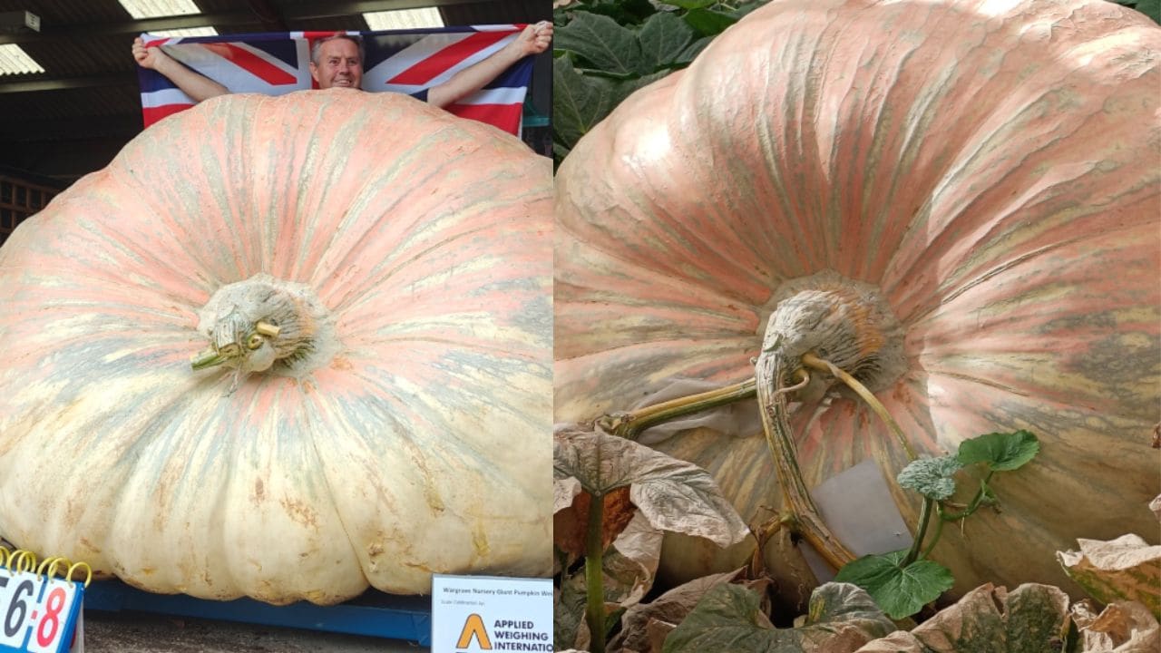 World's Heaviest Pumpkin Weighs 1,295 Kg, More Than A White Rhino