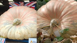 World's Heaviest Pumpkin Weighs 1,295 Kg, More Than A White Rhino