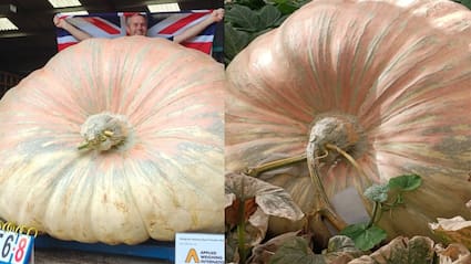 World's Heaviest Pumpkin Weighs 1,295 Kg, More Than A White Rhino