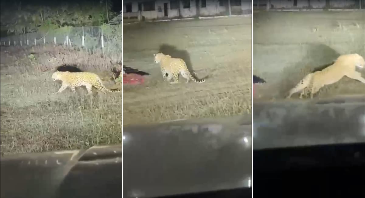 Sleeping Workers, A Charging Leopard And One Man's Split-Second Action