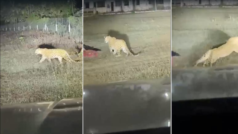 Sleeping Workers, A Charging Leopard And One Man's Split-Second Action