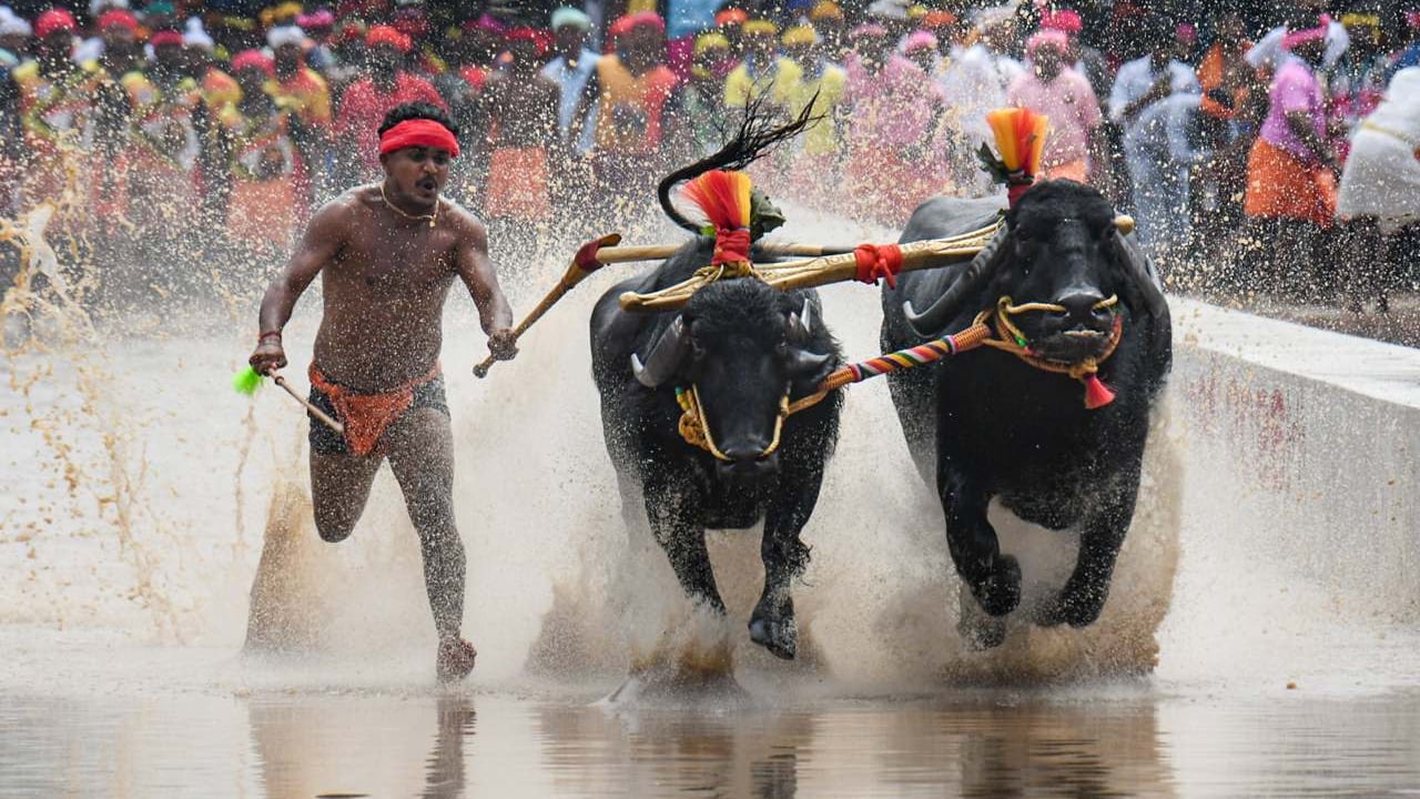 Mysuru Dassara celebrations Mysuru Dassara celebrations