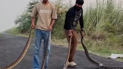 Video Shows UP Men Performing Risky Stunts With Giant Pythons