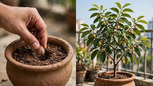 मुफ्त में म&zwj;िलेंगे ये 2 मसाले, घर के गमले में उगा लें यह पौधा, बालकनी में छाएगी हर&zwj;ियाली और बढ़ेगा खाने का स्&zwj;वाद