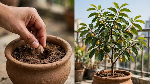मुफ्त में म&zwj;िलेंगे ये 2 मसाले, घर के गमले में उगा लें यह पौधा, बालकनी में छाएगी हर&zwj;ियाली और बढ़ेगा खाने का स्&zwj;वाद