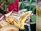 केले के छिलके को पौधों में कैसे डालें? पौधों के लिए सस्ता घोल बनाने का आसान तरीका