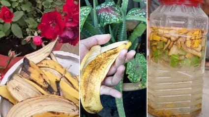 केले के छिलके को पौधों में कैसे डालें? पौधों के लिए सस्ता घोल बनाने का आसान तरीका