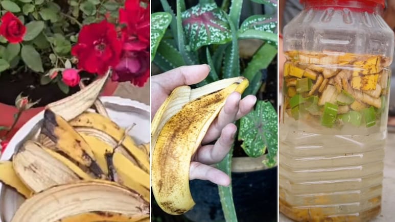 केले के छिलके को पौधों में कैसे डालें? पौधों के लिए सस्ता घोल बनाने का आसान तरीका