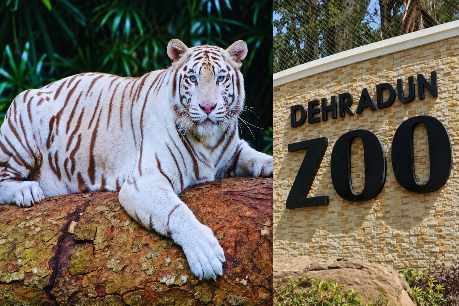 Rare Blue-Eyed White Tiger Tejas Reaches Dehradun Zoo After 556 Km Journey