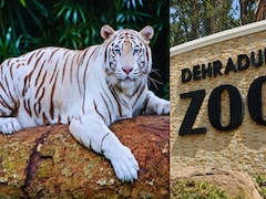 Rare Blue-Eyed White Tiger Tejas Reaches Dehradun Zoo After 556 Km Journey