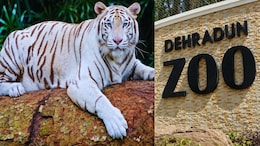 Rare Blue-Eyed White Tiger Tejas Reaches Dehradun Zoo After 556 Km Journey