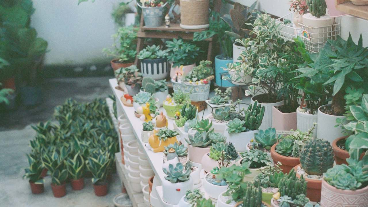 Garden Garden