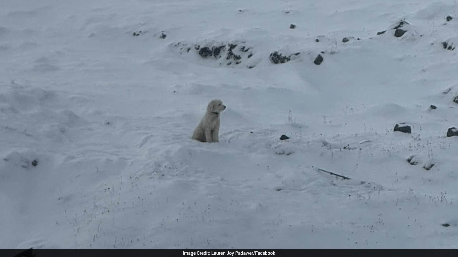 Dog Survives Over 50 Hours After Alaska Avalanche, Found Using Apple AirTag