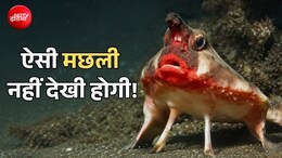 दुनिया की सबसे अजीब मछली, लिपस्टिक लगे होंठ; समंदर के तट पर इंसानों जैसी चाल
