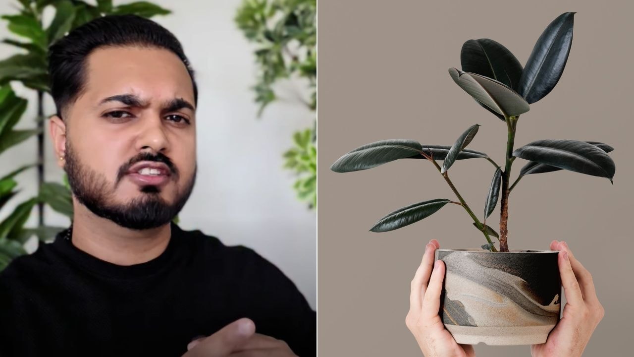 घर में धन को आकर्षित करते हैं ये 5 पौधे, एस्ट्रोलॉजर मयंक मदान ने बताया किस दिशा में लगाएं