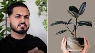 घर में धन को आकर्षित करते हैं ये 5 पौधे, एस्ट्रोलॉजर मयंक मदान ने बताया किस दिशा में लगाएं