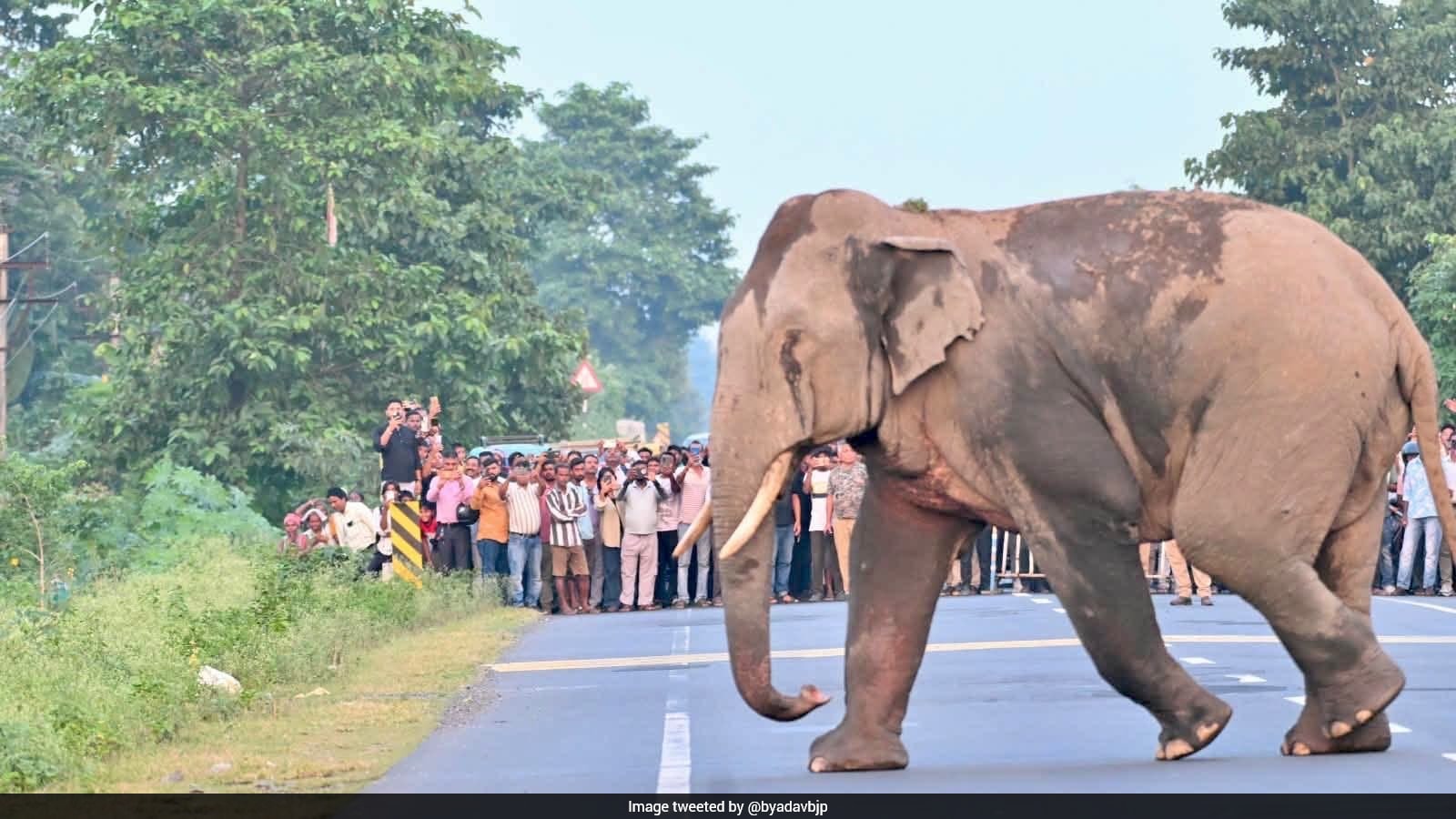 Forest Officials Facilitate Safe Elephant Crossings on Road and Railway in West Bengal