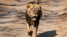 This Gujarat Sanctuary Lost Lions 144 Years Ago. Now It's Home To 17 Asiatic Lions