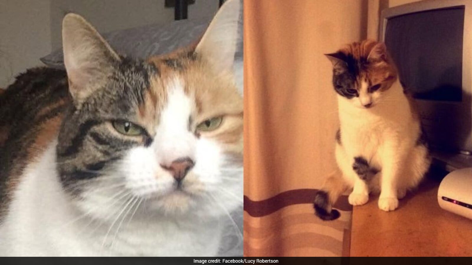 Missing Cat Returns Home After Ten Years on Owner’s Birthday