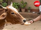 गाय को पहली रोटी क्यों खिलाई जाती है? ज्योतिषाचार्य से जानिए इसका महत्व