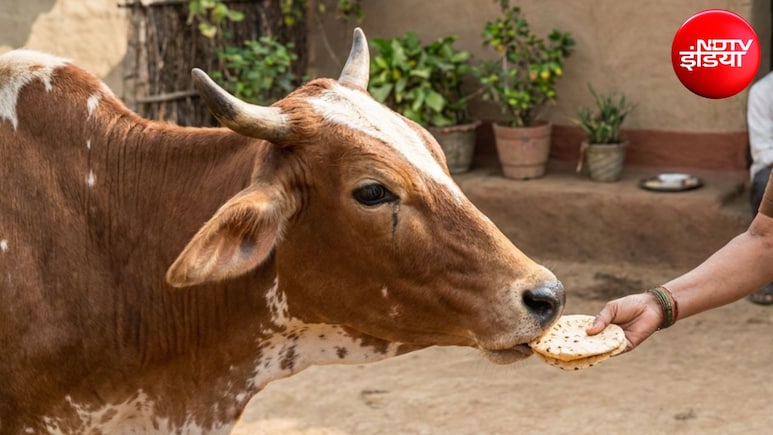 गाय को पहली रोटी क्यों खिलाई जाती है? ज्योतिषाचार्य से जानिए इसका महत्व