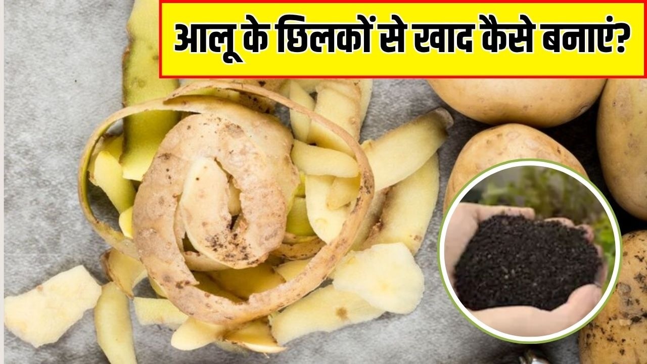 आलू के छिलकों से फर्टिलाइजर कैसे बनाएं? गार्डनिंग एक्सपर्ट ने बताया इस खाद को डालने से दोगुनी तेजी से बढ़ेगा पौधा