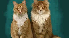 Scientists Confirm First-Ever Cases Of Feline Marfan Syndrome In Cat Siblings