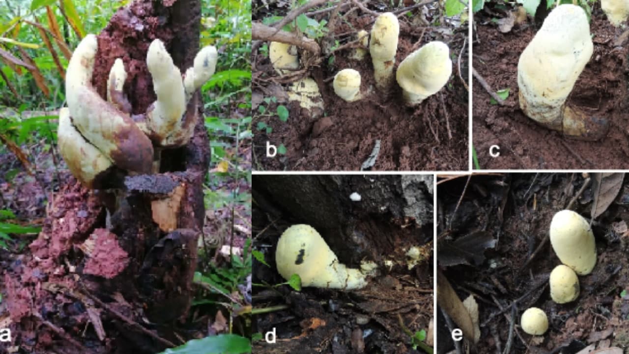 Giant 65 Million Year Old Dinosaur era Fungus Discovered in China Giant 65 Million Year Old Dinosaur era Fungus Discovered in China