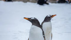 Penguin Poop May Be Speeding Up Antarctic Snow Melt: Study