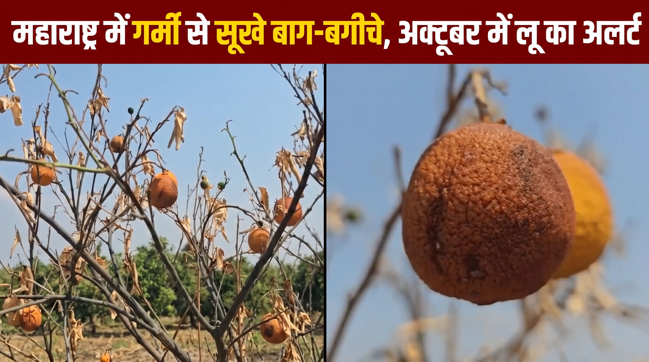 महाराष्ट्र में गर्मी की मार, बगीचों में फल भी सूखे, हीटवेब का अलर्ट