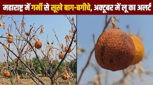 महाराष्ट्र में गर्मी की मार, बगीचों में फल भी सूखे, हीटवेब का अलर्ट