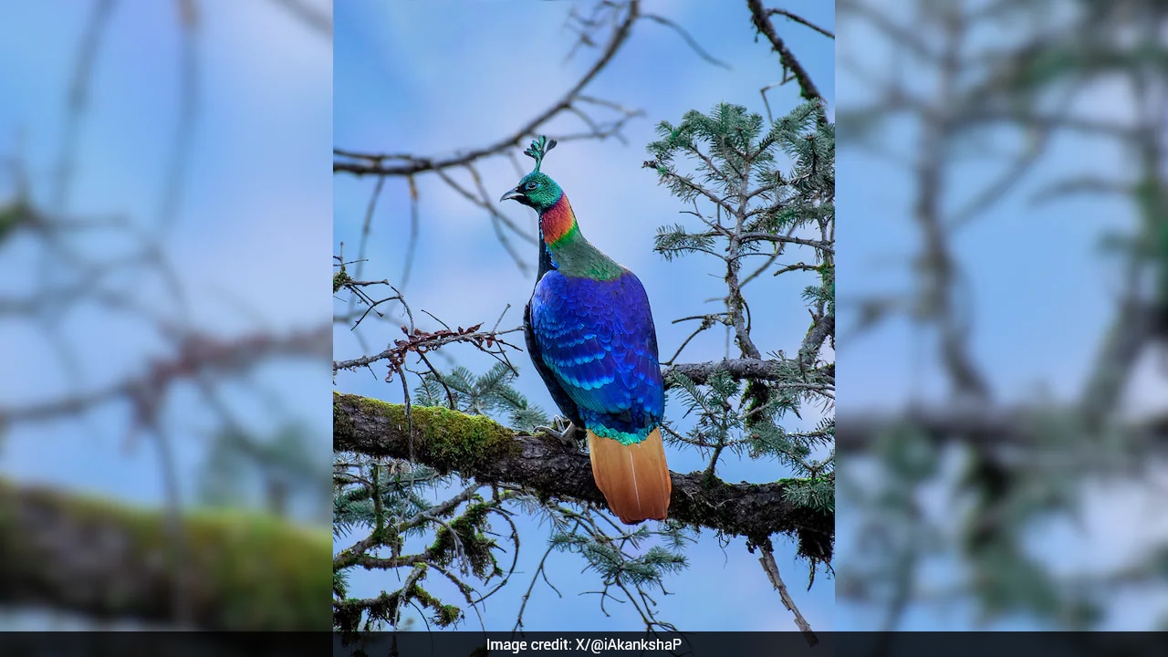 Himalayan monals change calls and move higher as human activity grows, studies find