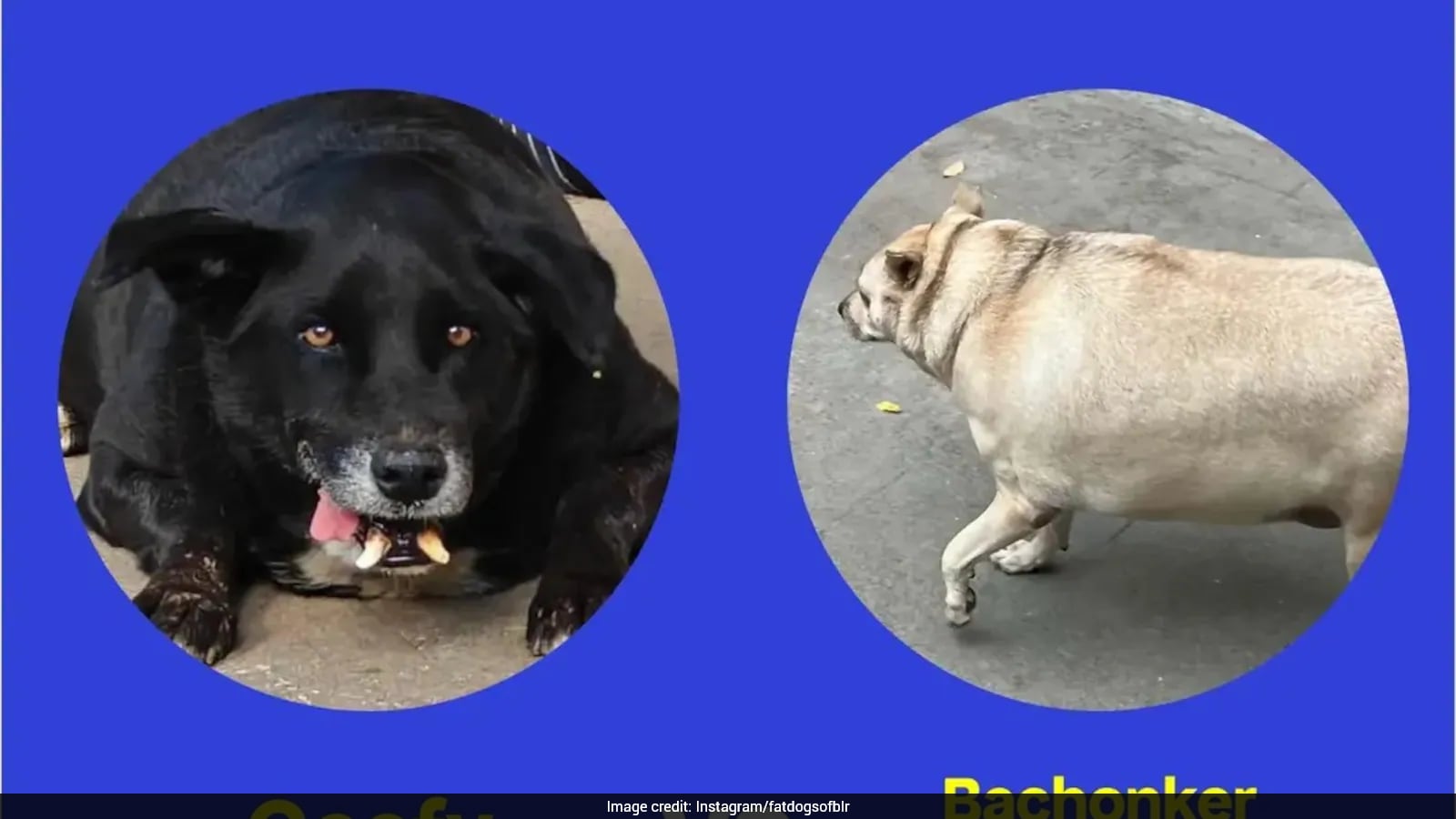 Bengaluru's Fat Dogs Contest Narrows to Two Finalists for Online Voting