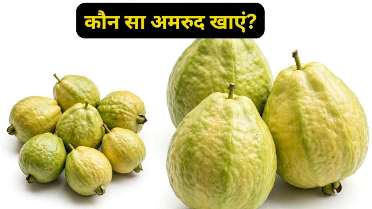 बड़ा अमरूद या छोटा अमरूद, सेहत के लिए कौन सा है ज्यादा फायदेमंद?