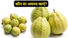 बड़ा अमरूद या छोटा अमरूद, सेहत के लिए कौन सा है ज्यादा फायदेमंद?