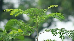 Maharashtra Farmer Sells Moringa Powder At Rs 1,200/Kg, Uses Solar Drying To Increase Income