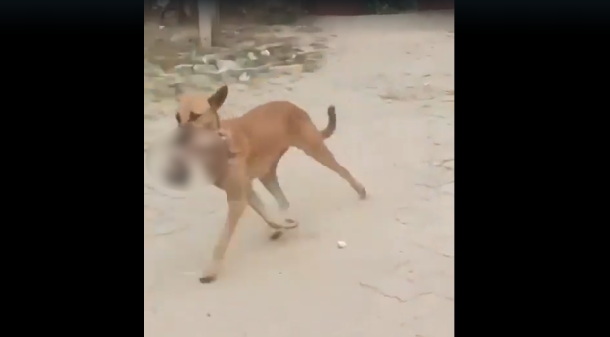 Dog Seen Roaming With Human Foetus In Mouth In Hospital Shocker