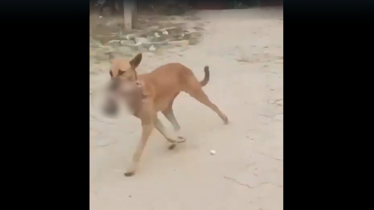 Dog Seen Roaming With Human Foetus In Mouth In Hospital Shocker