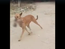 Dog Seen Roaming With Human Foetus In Mouth In Hospital Shocker