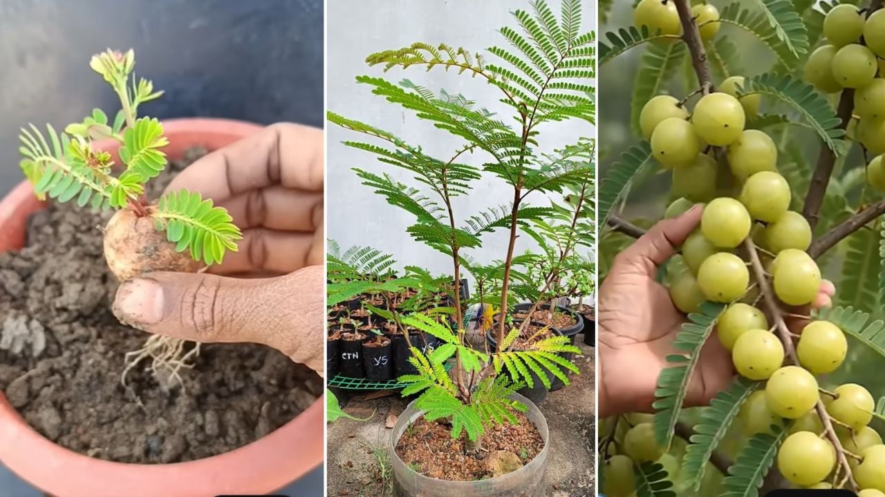 गमले में आंवला कैसे उगाएं? बीज से पौधा तैयार करने और लगाने का आसान तरीका