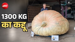 दादाजी ने उगाया दुनिया का सबसे भारी कद्दू, दरियाई घोड़े के बराबर है वजन, एक्सपर्ट्स भी हुए हैरान