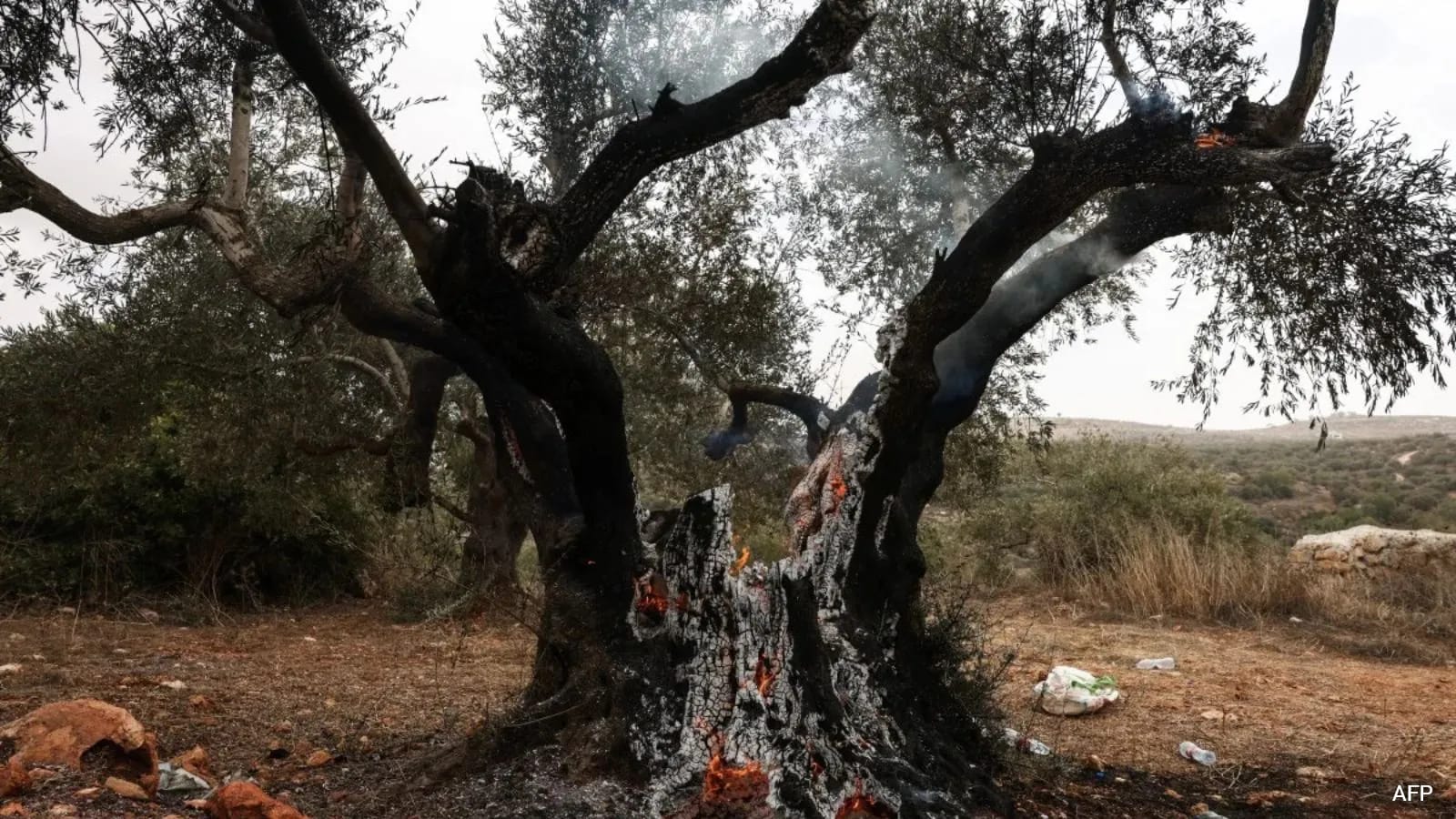 Israel Olives Ripe Israeli Settlers In West Bank Burn Trees, Throw Rocks During Olive Harvest