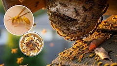 ततैया का छत्ता कैसे हटाएं? घर से ततैया भगाने की दवा कौन सी है, बिरनी के काटने पर क्या करना चाहिए