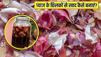 प्याज के छिलकों से खाद कैसे बनाएं? गार्डनिंग एक्सपर्ट ने बताया पौधे में कब, कैसे और कितनी बार डालें प्याज के छिलके की खाद
