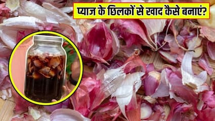 प्याज के छिलकों से खाद कैसे बनाएं? गार्डनिंग एक्सपर्ट ने बताया पौधे में कब, कैसे और कितनी बार डालें प्याज के छिलके की खाद
