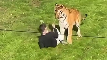 Caught on Camera: Man Killed By Tiger After Entering Enclosure; Will It Be Euthanised? Yorkshire Wildlife Park Answers