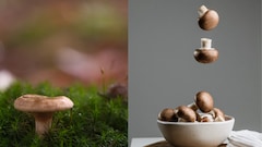 He Learned Mushroom Farming From YouTube. Today, He Makes Rs 4 Lakh A Month