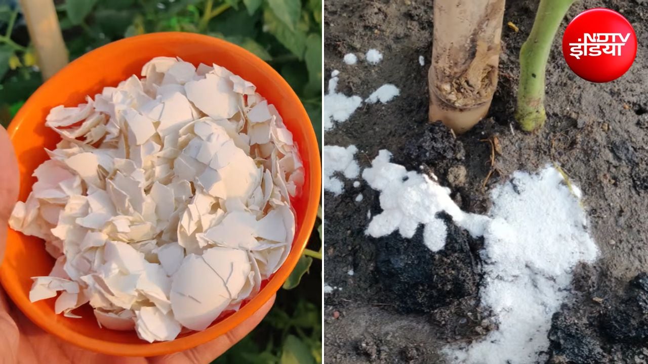 बड़े काम के हैं कचरे में फेंके जाने वाले अंडे के छिलके, पौधों के लिए ऐसे बना लें ऑर्गेनिक खाद, हर-भरा हो जाएगा पौधा